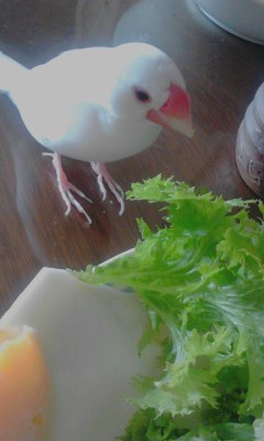 ・∋{ワサビ菜