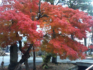 紅葉