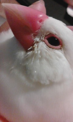 ・∋{顔とげとげ