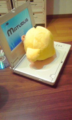 キイロイトリ
