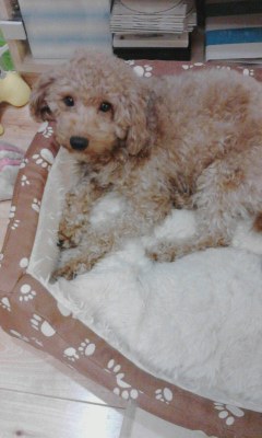みかん
