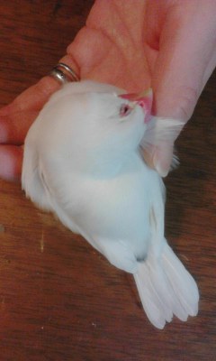 ・∋{もっと撫でれ