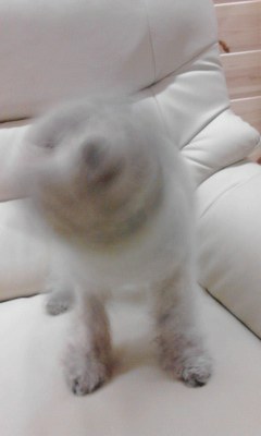ゆす゛