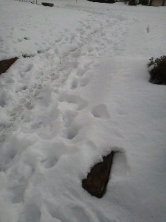 雪