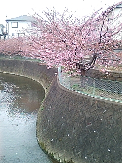 梅