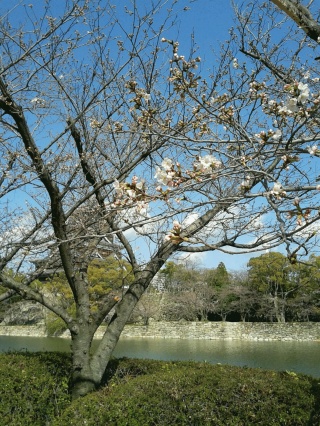桜開花