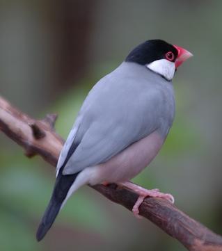 文鳥